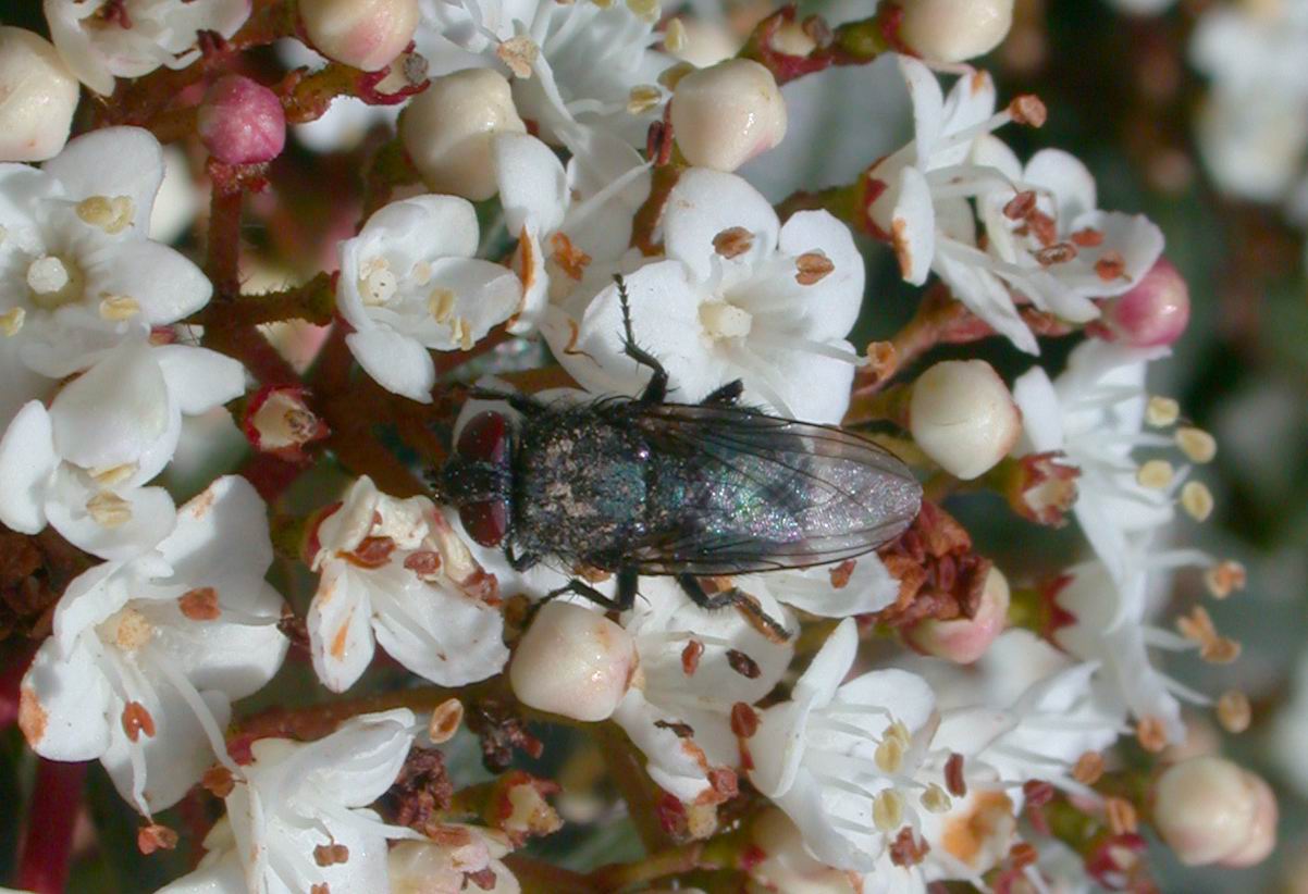 Calliphoridae sp.